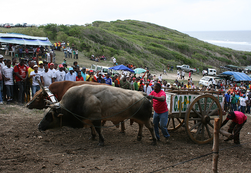  Anse-Bertrand. In June, pulling oxen competition at Anse Laborde